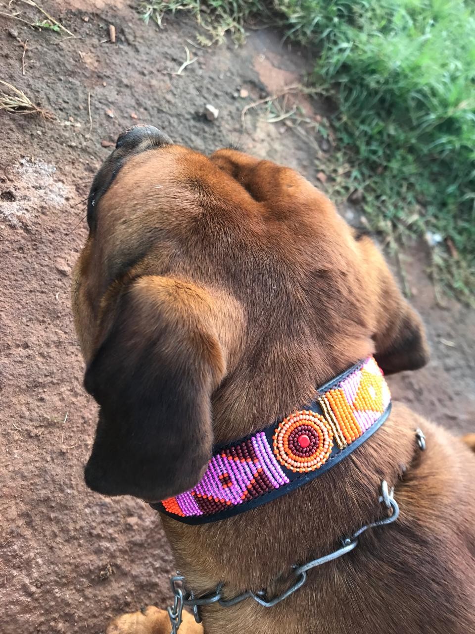 Beaded Leather Dog Collar